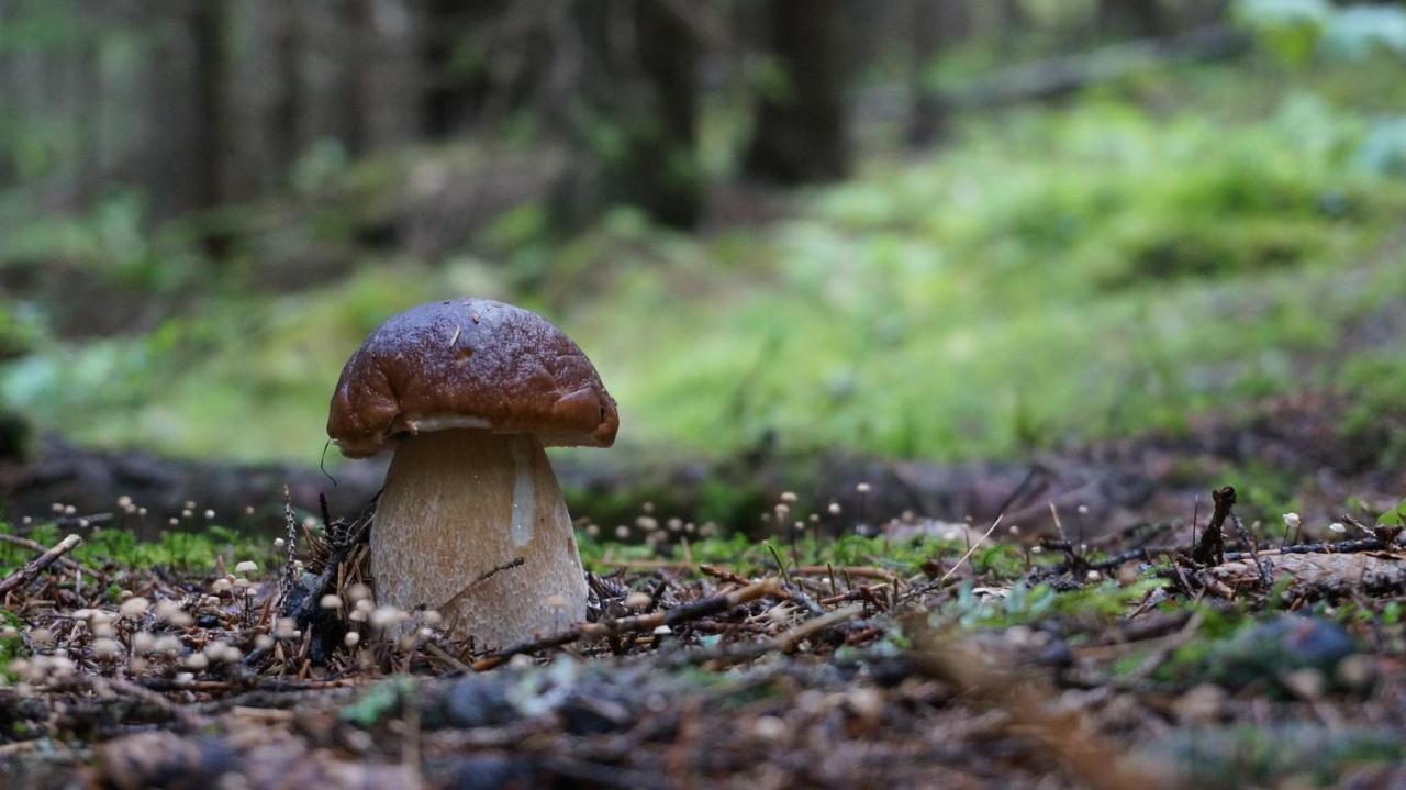 Le Vallon D'Armandine, Gite Ecologique Auvergne Saint-Hilaire  Dış mekan fotoğraf